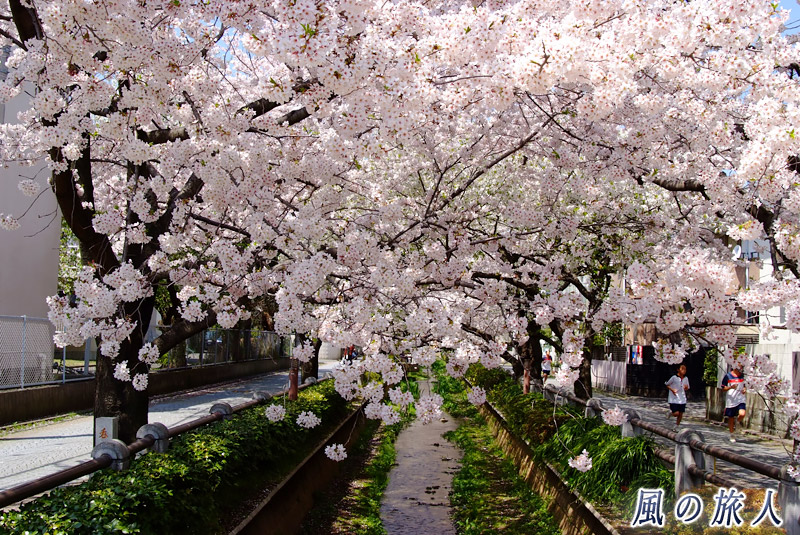 呑川親水公園　桜満開のせせらぎの写真