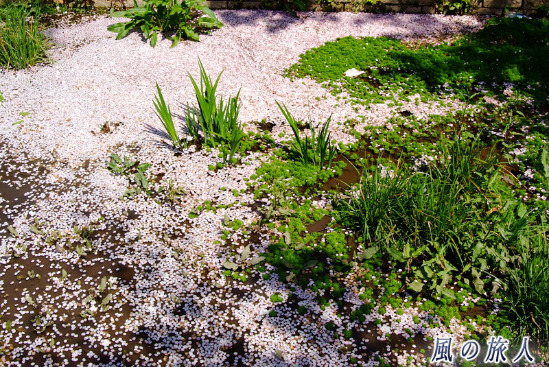 呑川親水公園　花弁が浮かぶせせらぎの写真
