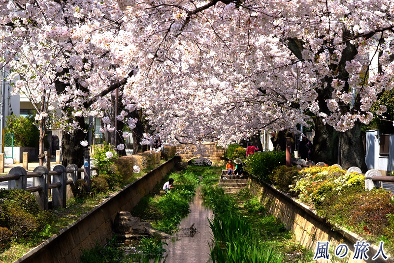 桜並木とせせらぎのある美しい呑川親水公園の写真
