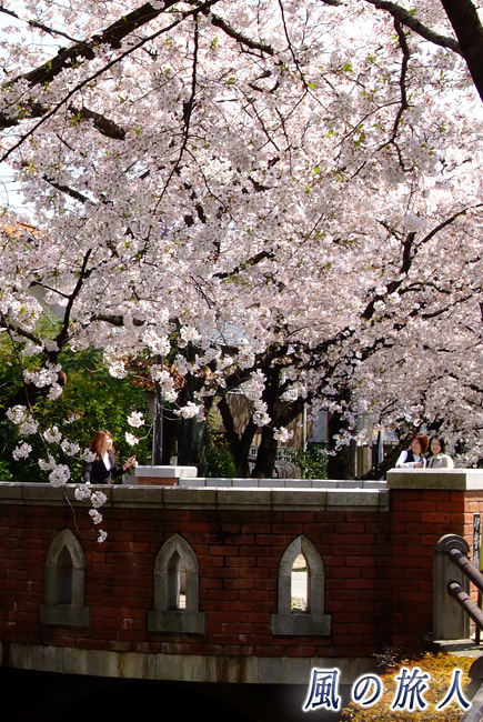 呑川親水公園　伊勢橋と桜の写真