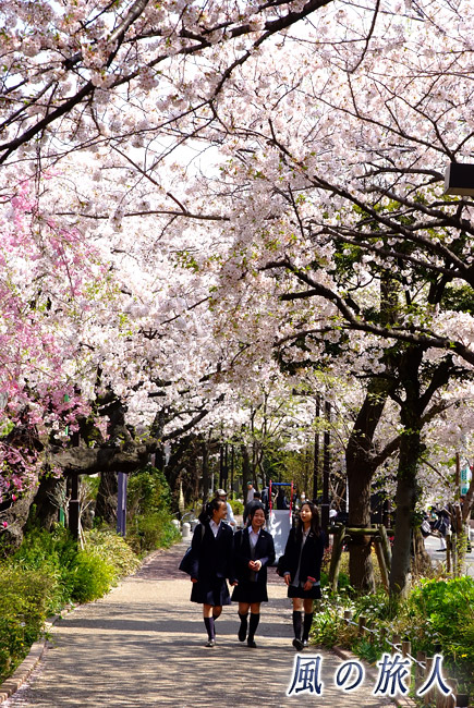 呑川緑道公園　桜並木の下を下校中の学生の写真