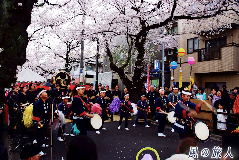 呑川緑道公園　東深沢桜祭り　太鼓の演奏の写真