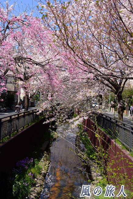 谷沢川　しだれ桜とソメイヨシノの写真