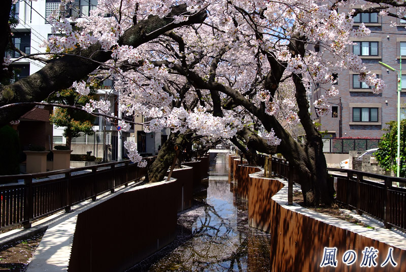 谷沢川と桜並木の写真