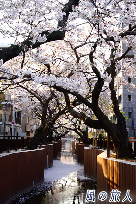桜が散るころの谷沢川桜並木の写真