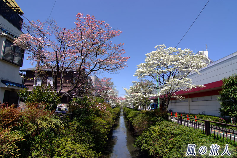 谷沢川の花水木並木の写真