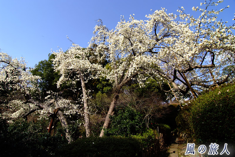 五島美術館庭園　都の天然記念物のコブシの写真