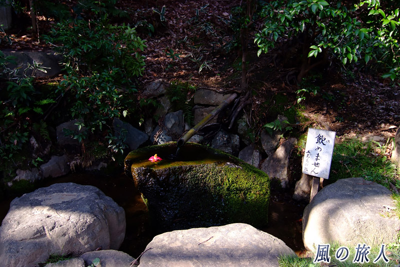 五島美術館庭園　湧き水の写真