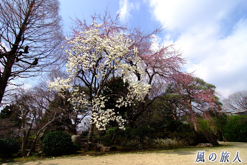 五島美術館庭園　モクレンと咲きかけの枝垂れ桜の写真