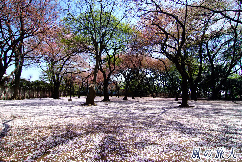 上野毛自然公園　里桜が並ぶ広場の写真