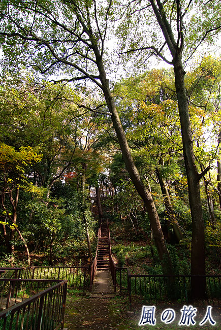 上野毛自然公園　木々と階段の写真