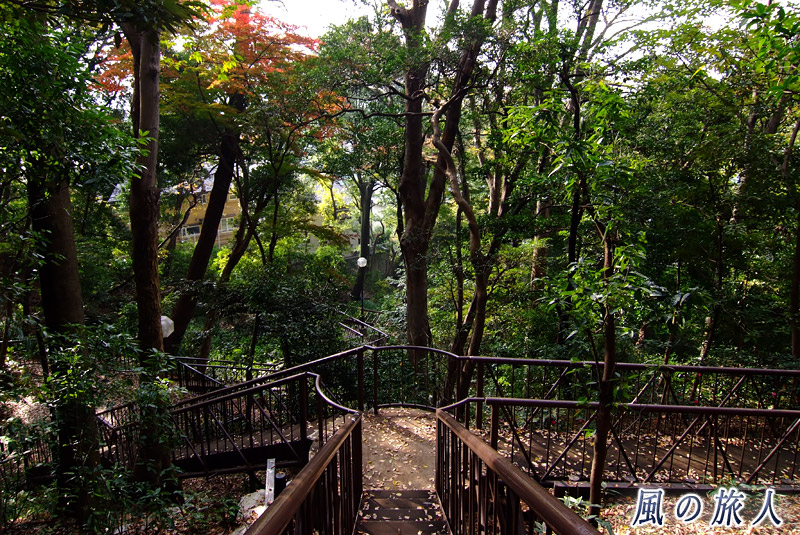 上野毛自然公園　崖下に続く階段の写真