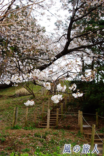 玉川野毛町公園　野毛大塚古墳　桜と古墳に登る階段の写真