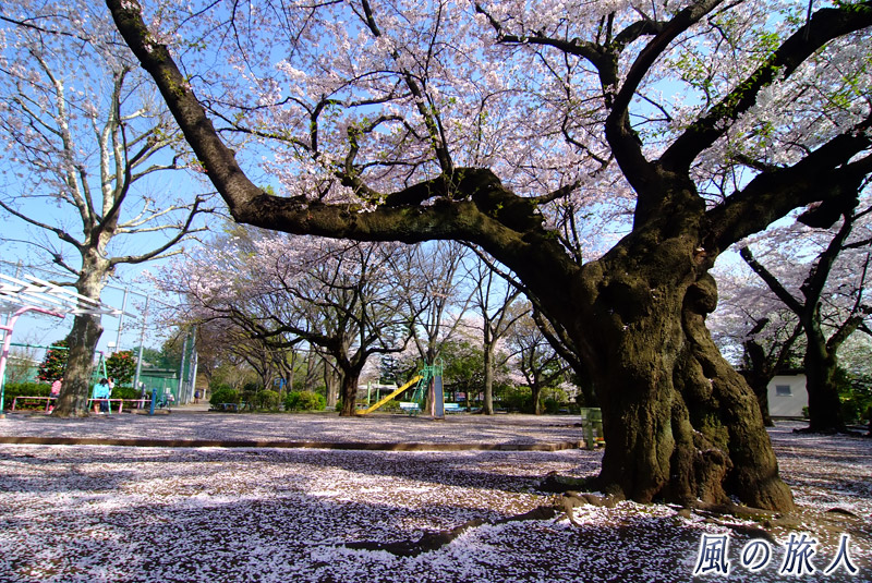 玉川野毛町公園　桜のある広場の写真