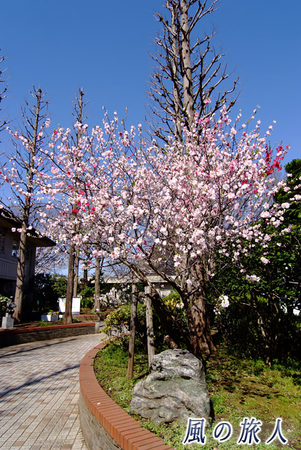 玉川野毛町公園　環八側の入り口に咲く源平桃の写真