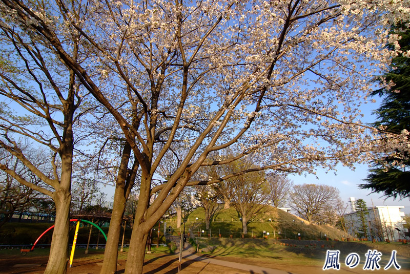 玉川野毛町公園　桜と野毛大塚古墳の写真