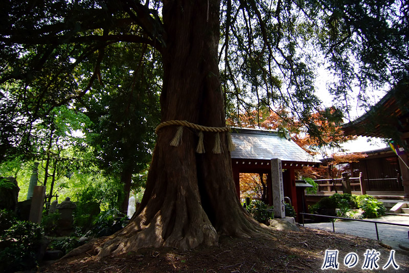野毛善養寺　天然記念物のカヤの木の写真
