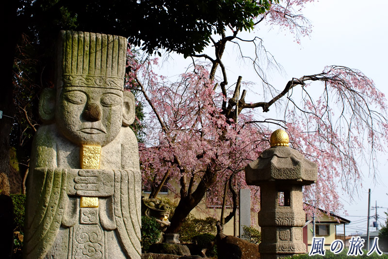 野毛善養寺　儒教的な石像と枝垂れ桜の写真