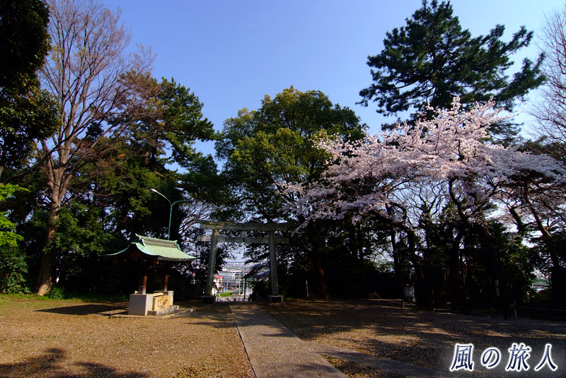 野毛六所神社　桜の時期の境内の写真