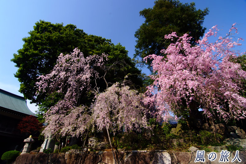 野毛善養寺　枝垂れ桜と大カヤの写真