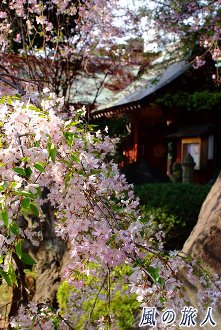 野毛善養寺　枝垂れ桜が咲く様子の写真