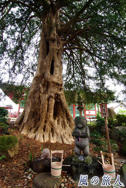 野毛善養寺　たま坊とカヤの木の写真