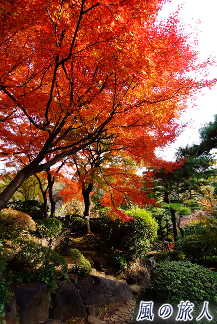 等々力渓谷公園　日本庭園のモミジの写真