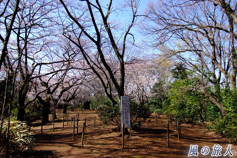 等々力不動　地蔵堂付近の桜の写真