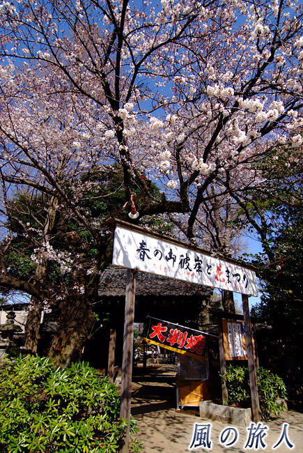 等々力不動　桜が咲く山門の写真