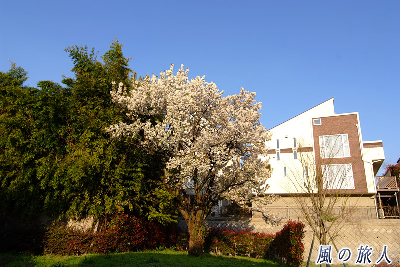 等々力渓谷公園　下流の広場にある愛染桜の写真