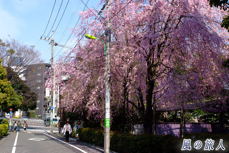 等々力満願寺　満願寺山門前の通りのしだれ桜の写真