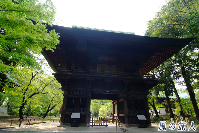 九品仏浄真寺　新緑の季節の楼門の写真