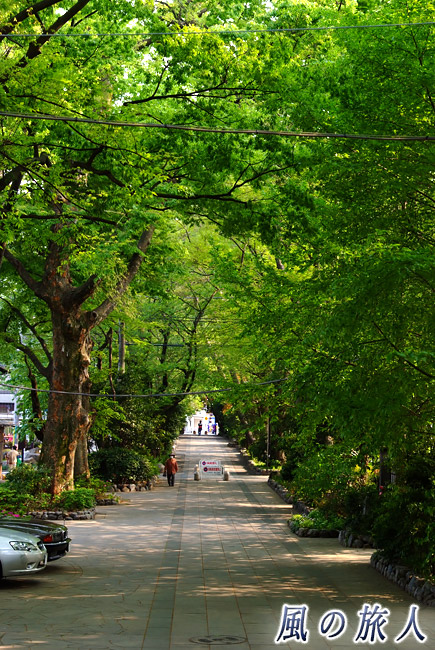 九品仏浄真寺参道　新緑の季節の参道の写真