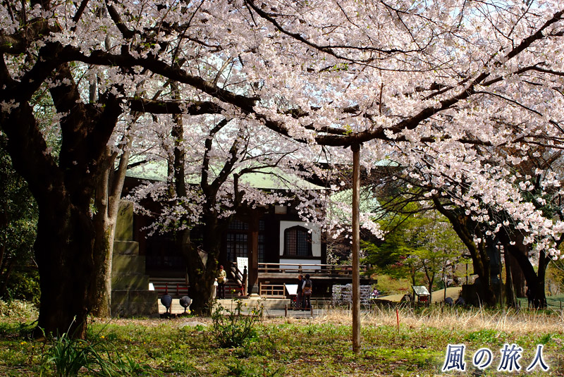 九品仏浄真寺　桜の時期の境内の写真