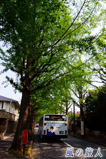 田園調布のいちょう並木　イチョウ並木を走るバスの写真