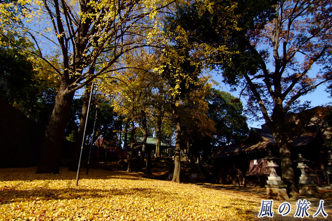 三宿神社　落ち葉が降り積もる境内の写真