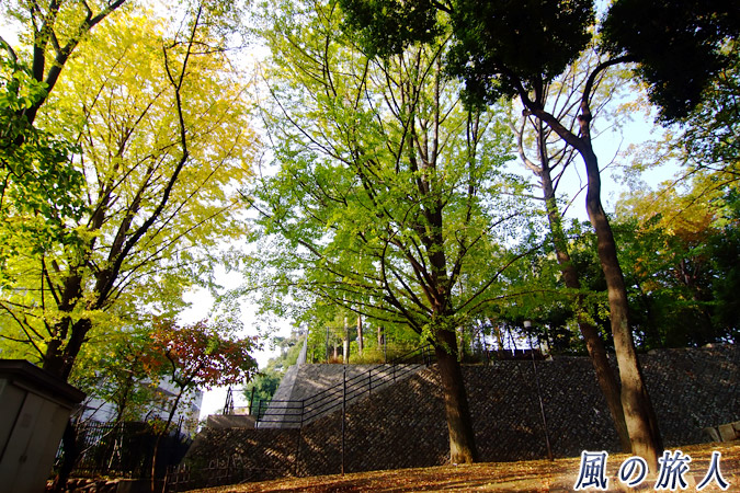 三宿神社　境内から見える三宿の森緑地の写真