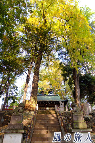 三宿神社　拝殿前にそびえるイチョウの木の写真