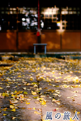 三宿神社　イチョウの落ち葉と拝殿の写真