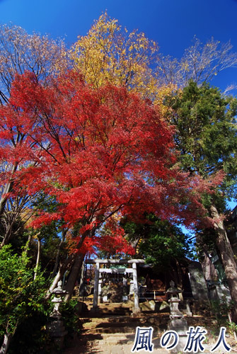 三宿神社　参道の紅葉の写真