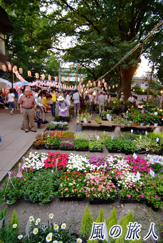 ホタル祭りとサギ草市　さぎ草と植木市の写真
