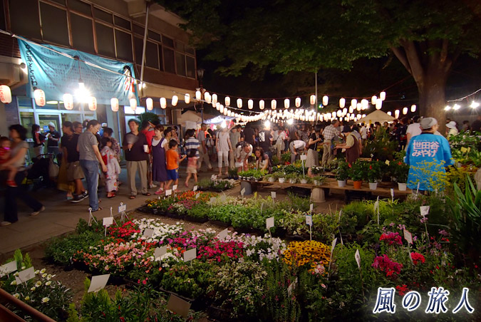 ホタル祭りとサギ草市　さぎ草と植木市　暗い時間帯の植木市の写真