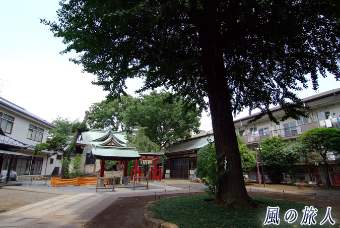 稲荷森稲荷神社 境内と大イチョウの写真