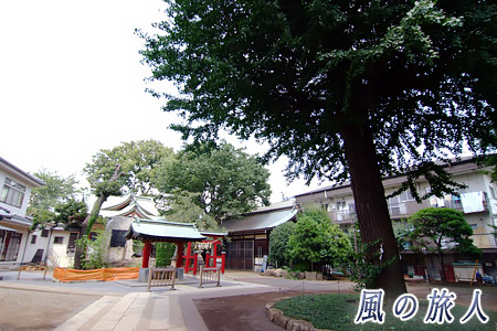 稲荷森稲荷神社のイチョウの木の写真