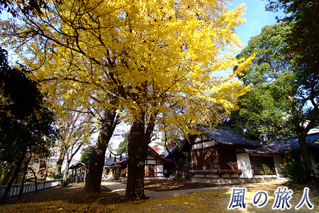 代田八幡神社の紅葉の写真