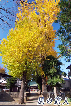 廻沢稲荷神社の紅葉の写真