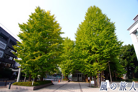 国士舘大学のイチョウの紅葉の写真