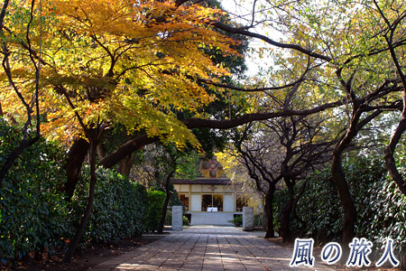 岡本長円寺の紅葉の写真