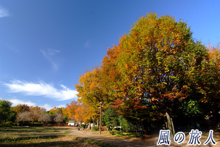 次大夫堀公園の紅葉の写真