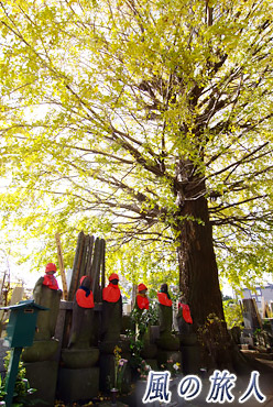 西福寺の紅葉の写真
